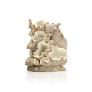 Decoratiune scoica mica